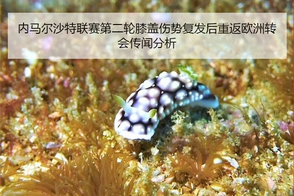 nei-ma-er-sha-te-lian-sai-di-er-lun-xi-gai-shang-shi-fu-fa-hou-chong-fan-ou-zhou-zhuan-hui-chuan-wen-fen-xi-2-529.jpg